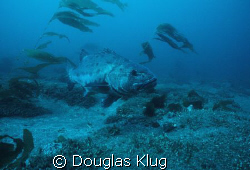 Giant in the Kelp. A black sea bass at Anacapa Island.  A... by Douglas Klug 